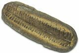 Fossil Fern (Pecopteris) Nodule Pos/Neg - Mazon Creek #325885-2